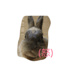 うさぎの二郎②（個別スタンプ：1）
