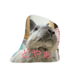 うさぎの二郎②（個別スタンプ：2）