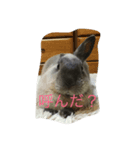 うさぎの二郎②（個別スタンプ：3）
