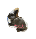 うさぎの二郎②（個別スタンプ：7）
