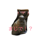うさぎの二郎②（個別スタンプ：8）