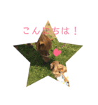 ノーフォークテリアの斗真（個別スタンプ：2）
