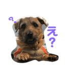 ノーフォークテリアの斗真（個別スタンプ：4）