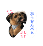 ノーフォークテリアの斗真（個別スタンプ：8）