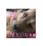 ノーフォークテリアの斗真（個別スタンプ：13）