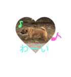 ノーフォークテリアの斗真（個別スタンプ：14）