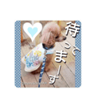メリーとショコラの日常会話2（個別スタンプ：4）