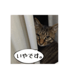 ちゃすおすたんぷ（個別スタンプ：2）