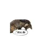 ちゃすおすたんぷ（個別スタンプ：7）