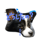 あいらぶこっと（個別スタンプ：2）