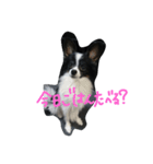 あいらぶこっと（個別スタンプ：6）