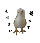 ✳動物たち（個別スタンプ：1）