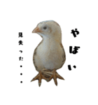 ✳動物たち（個別スタンプ：3）