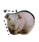 ✳動物たち（個別スタンプ：5）