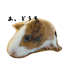 ✳動物たち（個別スタンプ：7）