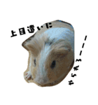 ✳動物たち（個別スタンプ：8）