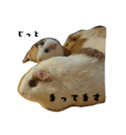 ✳動物たち（個別スタンプ：11）