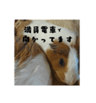 ✳動物たち（個別スタンプ：12）