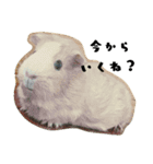 ✳動物たち（個別スタンプ：15）