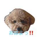 ロイくんの毎日（個別スタンプ：8）
