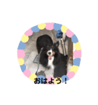 ノア、モコ、ポポ、テンテン（個別スタンプ：3）
