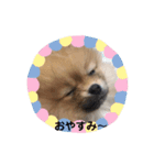 ノア、モコ、ポポ、テンテン（個別スタンプ：5）