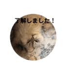 ノア、モコ、ポポ、テンテン（個別スタンプ：12）