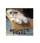 ノア、モコ、ポポ、テンテン（個別スタンプ：15）