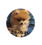 ノア、モコ、ポポ、テンテン（個別スタンプ：17）