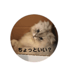 ノア、モコ、ポポ、テンテン（個別スタンプ：22）