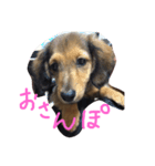 ちょこー（個別スタンプ：1）