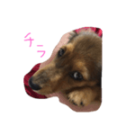 ちょこー（個別スタンプ：2）