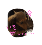 ちょこー（個別スタンプ：6）