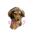 ちょこー（個別スタンプ：7）