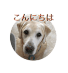 ラブラドール 番長さん（個別スタンプ：2）