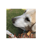 ラブラドール 番長さん（個別スタンプ：3）