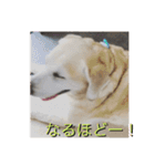 ラブラドール 番長さん（個別スタンプ：9）