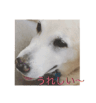 ラブラドール 番長さん（個別スタンプ：14）