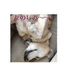 ラブラドール 番長さん（個別スタンプ：15）