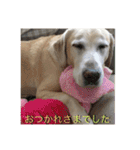 ラブラドール 番長さん（個別スタンプ：22）