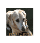 ラブラドール 番長さん（個別スタンプ：23）