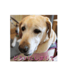 ラブラドール 番長さん（個別スタンプ：27）