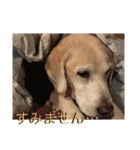 ラブラドール 番長さん（個別スタンプ：31）