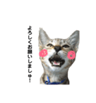 キジトラのおまめ（個別スタンプ：3）