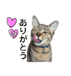 キジトラのおまめ（個別スタンプ：4）