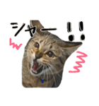 キジトラのおまめ（個別スタンプ：5）