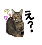 キジトラのおまめ（個別スタンプ：6）