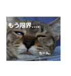 キジトラのおまめ（個別スタンプ：10）