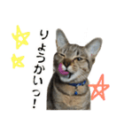 キジトラのおまめ（個別スタンプ：11）