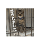 キジトラのおまめ（個別スタンプ：22）
